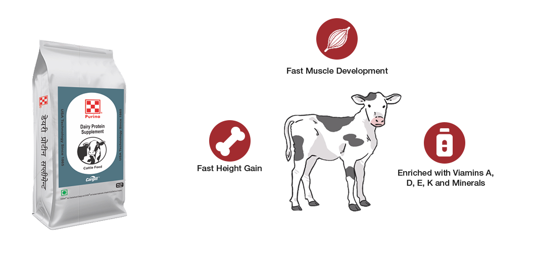 Cattle feed for calves and heifers Cargill India