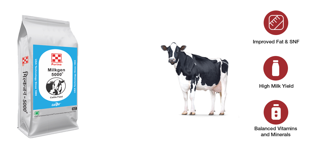 Cattle feed for milking cows and buffaloes | Cargill India Cattle feed for milking cows and buffaloes | Cargill India