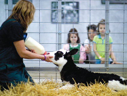 feeding young calf with bottle and three young children in the background