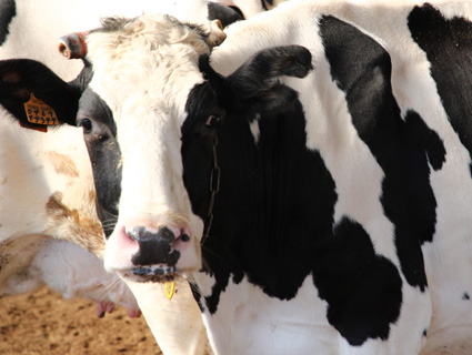 Black and white cow