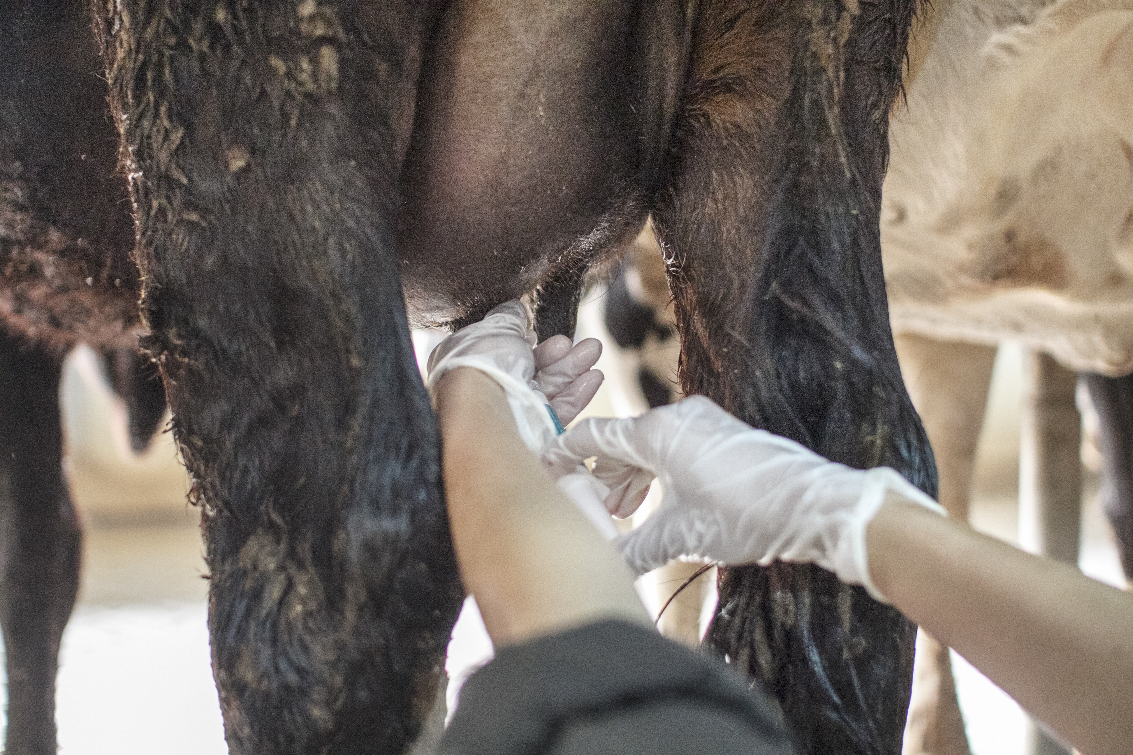 Dry Cow Therapy