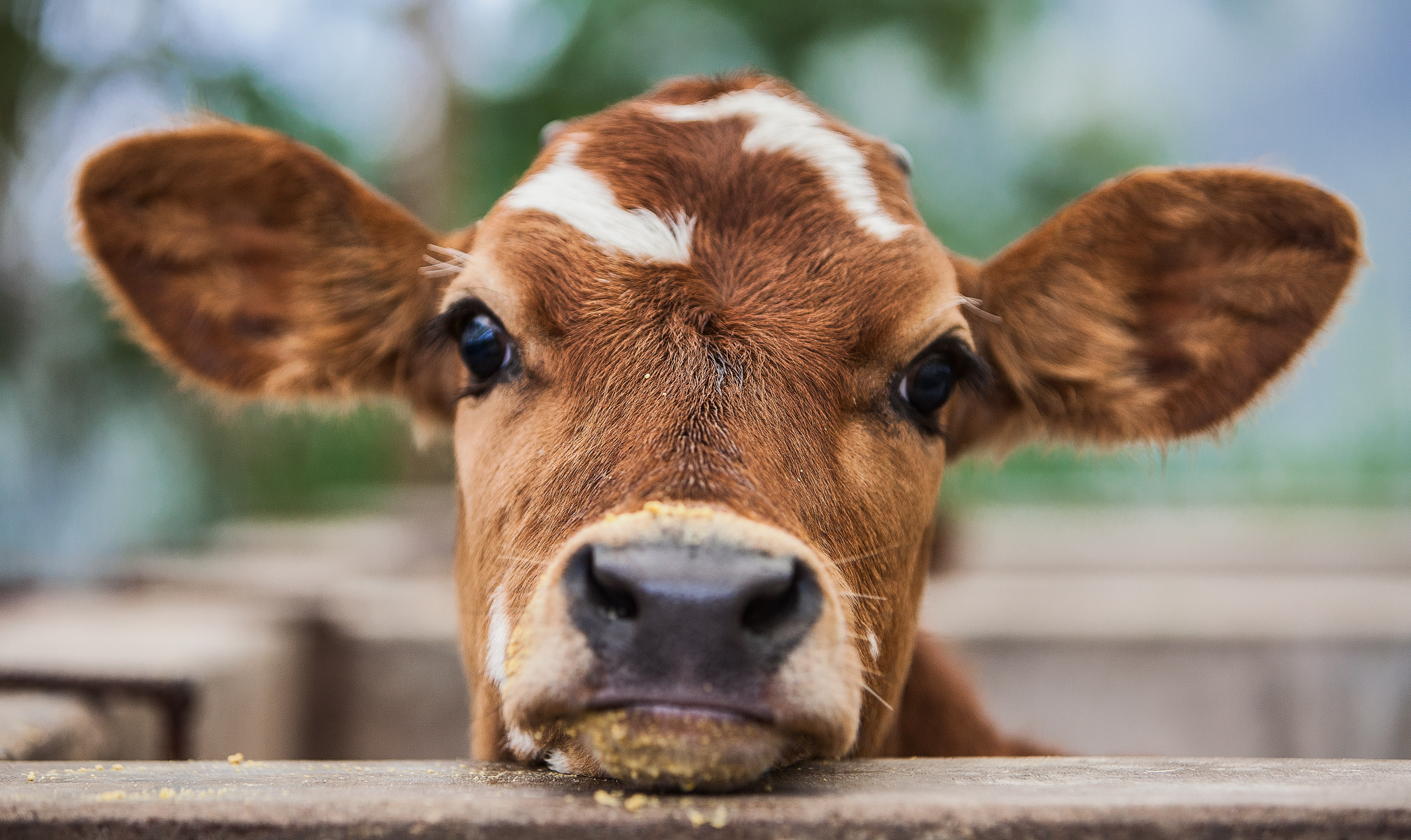 How To Do Calf Dehorning And Deworming Cargill India