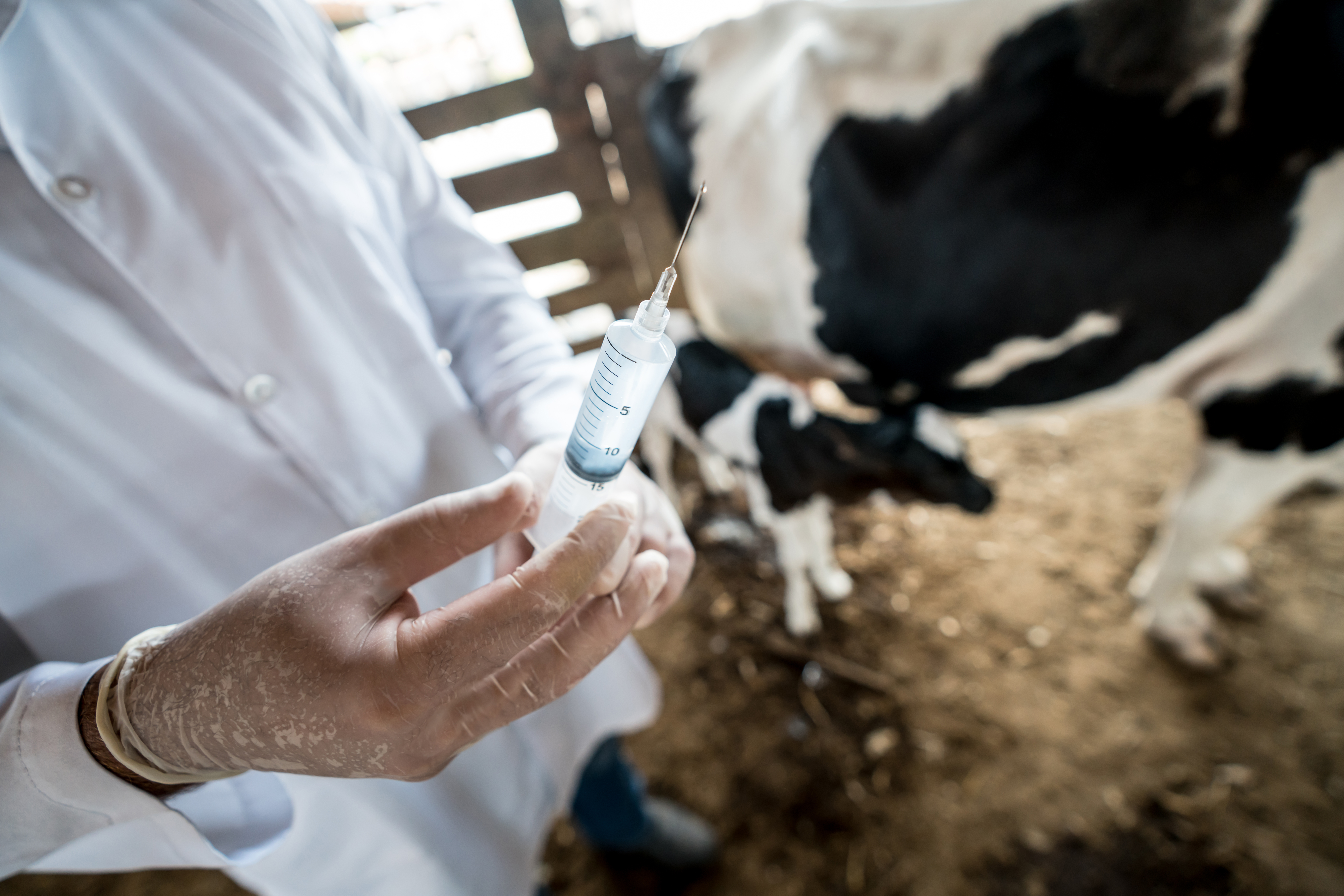 Vaccinations for calves