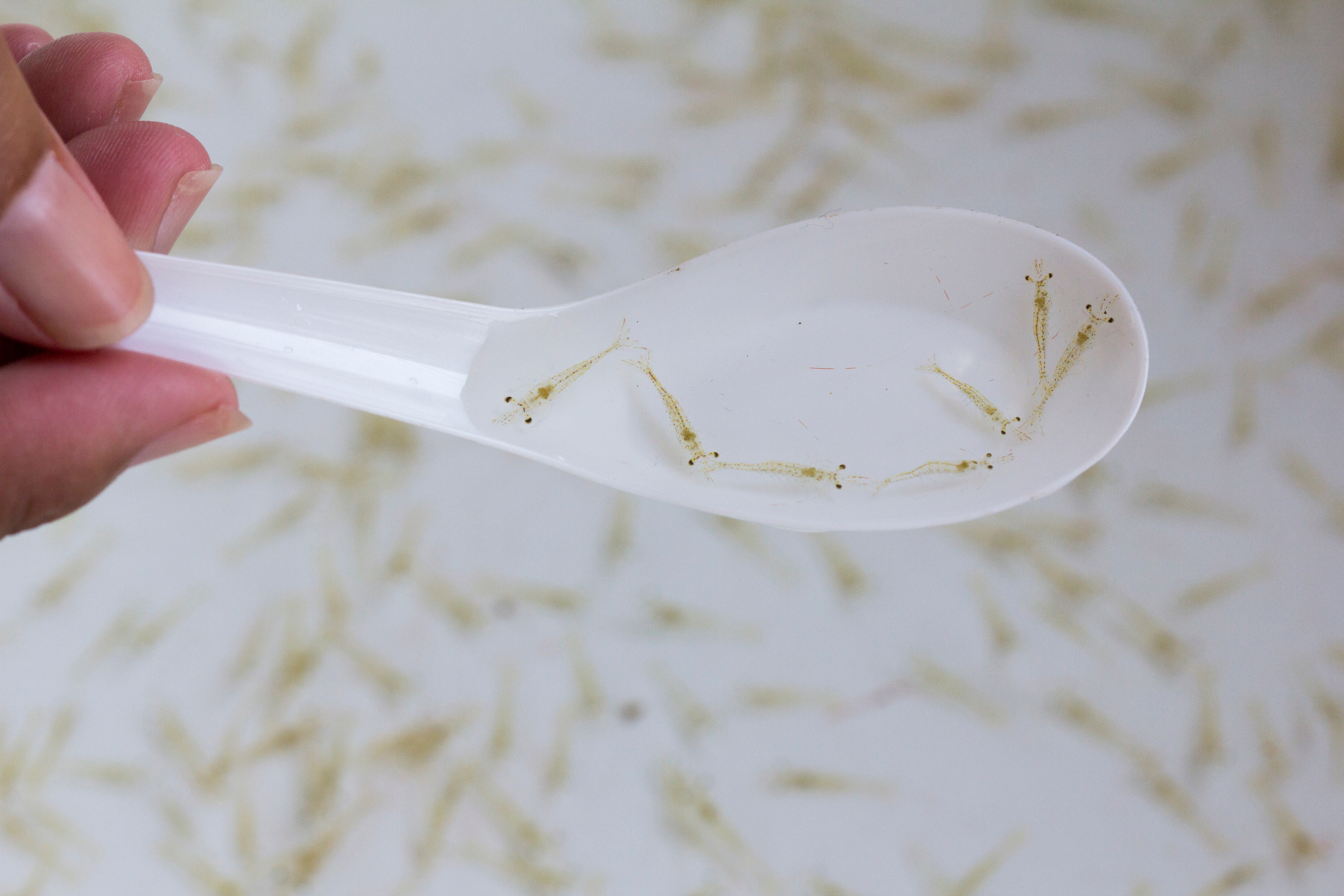 Seed selection service