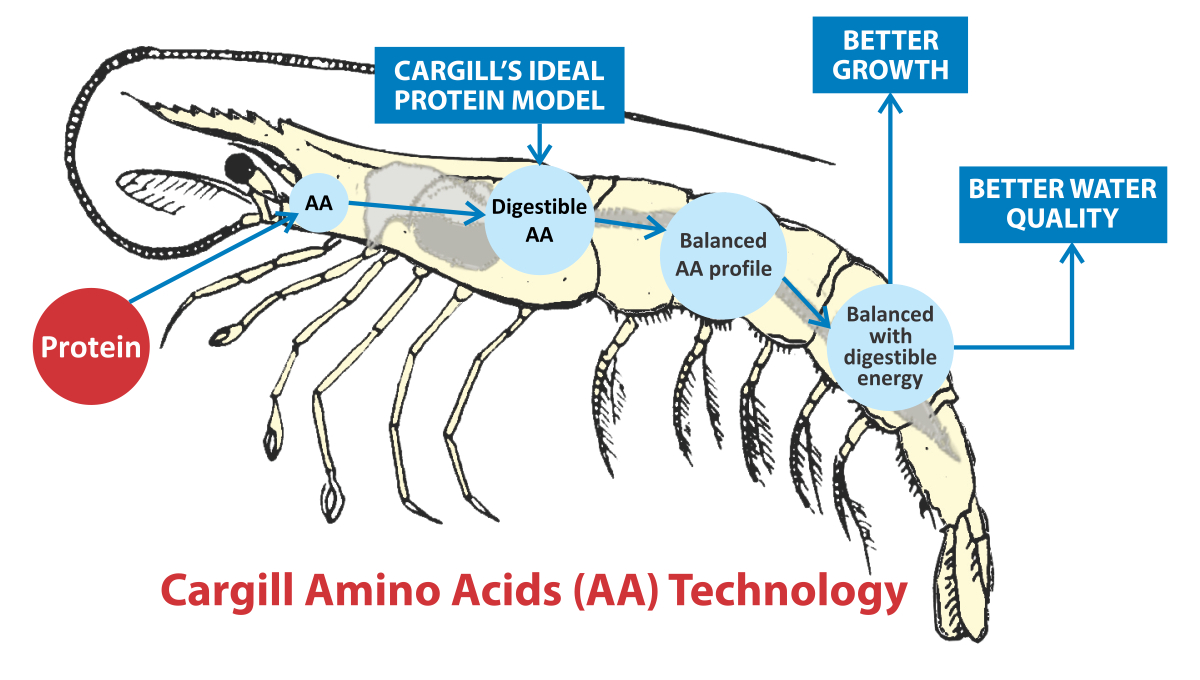 Shrimp digestion web