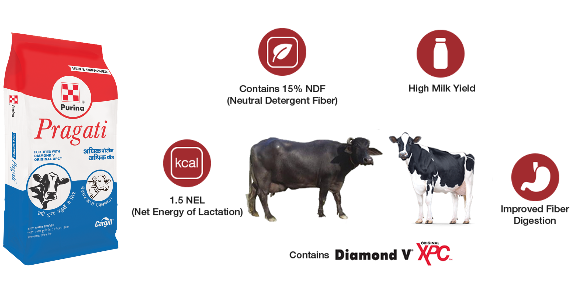 Pragati, best cattle feed for cows giving up to 12L milk per day